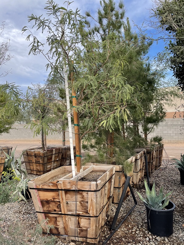 prosopis-chilensis-honey-mesquite-chilean-mesquite-tree