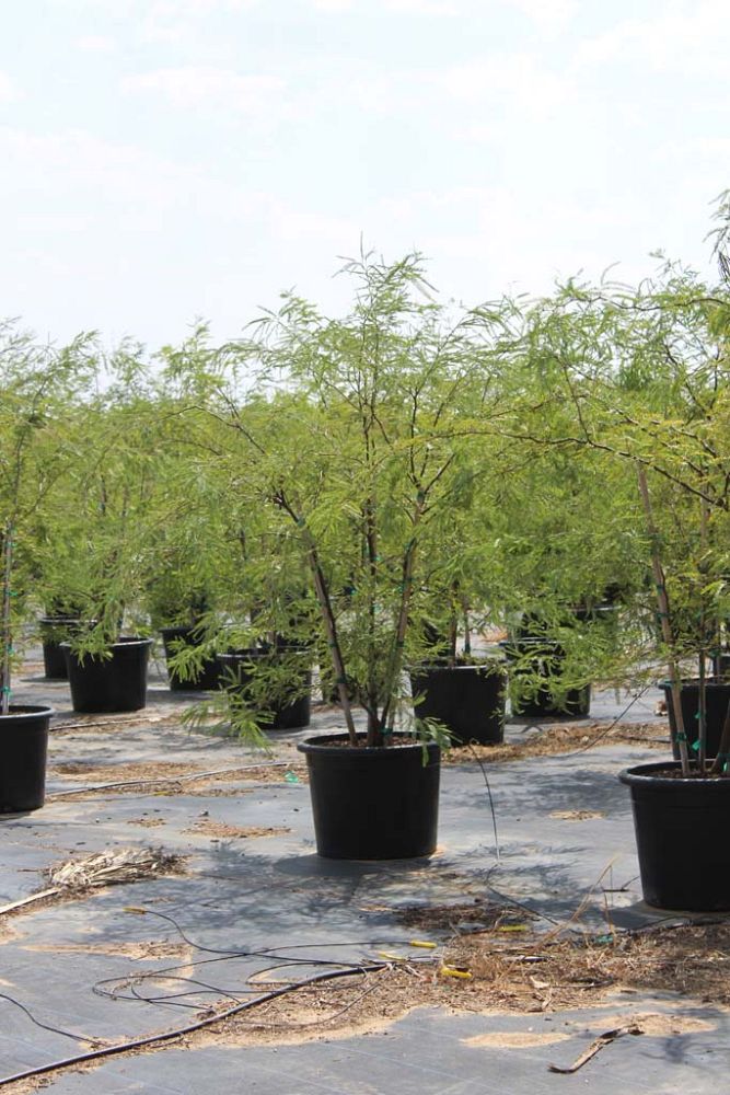 prosopis-chilensis-honey-mesquite-chilean-mesquite-tree