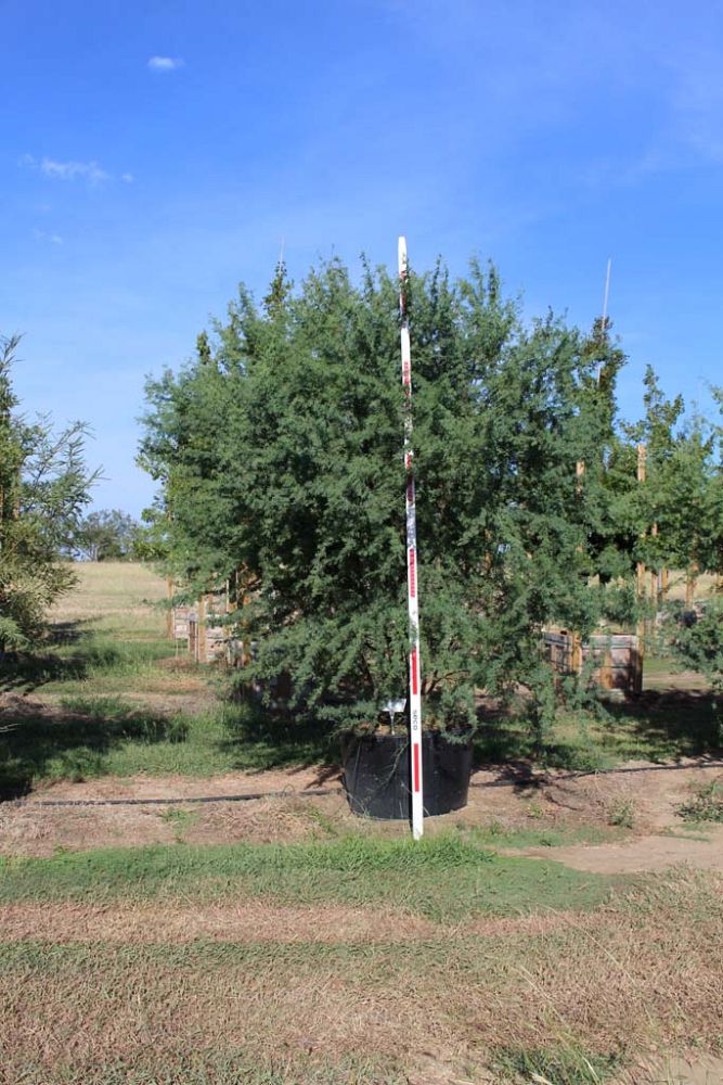 prosopis-chilensis-honey-mesquite-chilean-mesquite-tree