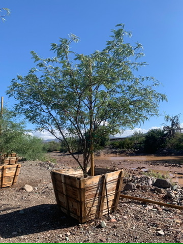 prosopis-chilensis-honey-mesquite-chilean-mesquite-tree