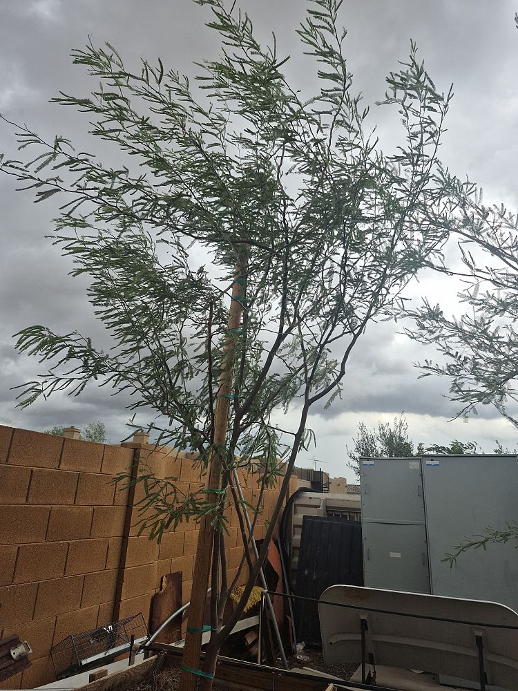 prosopis-chilensis-honey-mesquite-chilean-mesquite-tree
