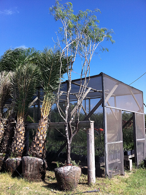 prosopis-glandulosa-honey-mesquite
