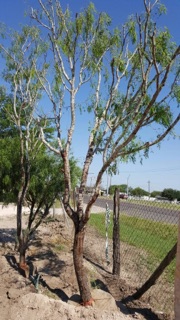 prosopis-glandulosa-honey-mesquite