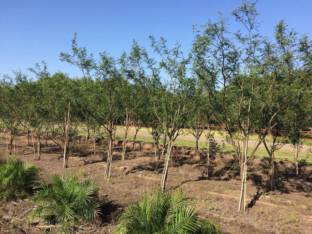 prosopis-glandulosa-maverick-thornless-honey-mesquite