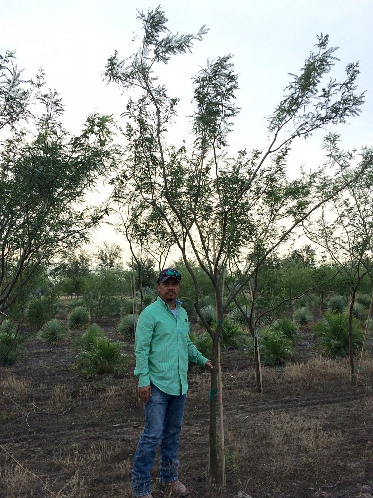 prosopis-glandulosa-maverick-thornless-honey-mesquite