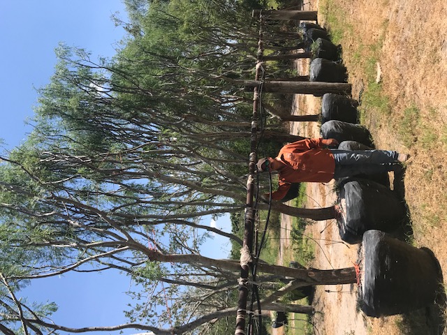 prosopis-glandulosa-maverick-thornless-honey-mesquite