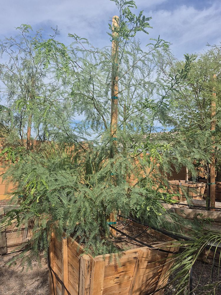 prosopis-glandulosa-maverick-thornless-honey-mesquite