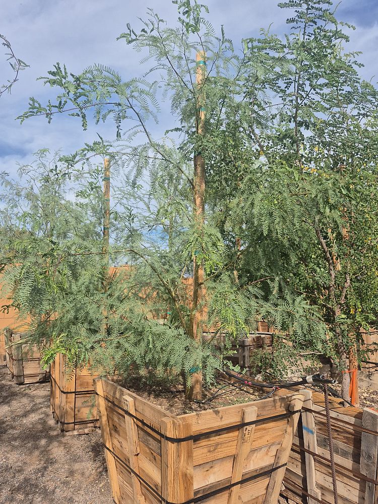 prosopis-glandulosa-maverick-thornless-honey-mesquite