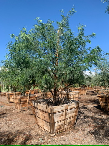 prosopis-glandulosa-maverick-thornless-honey-mesquite
