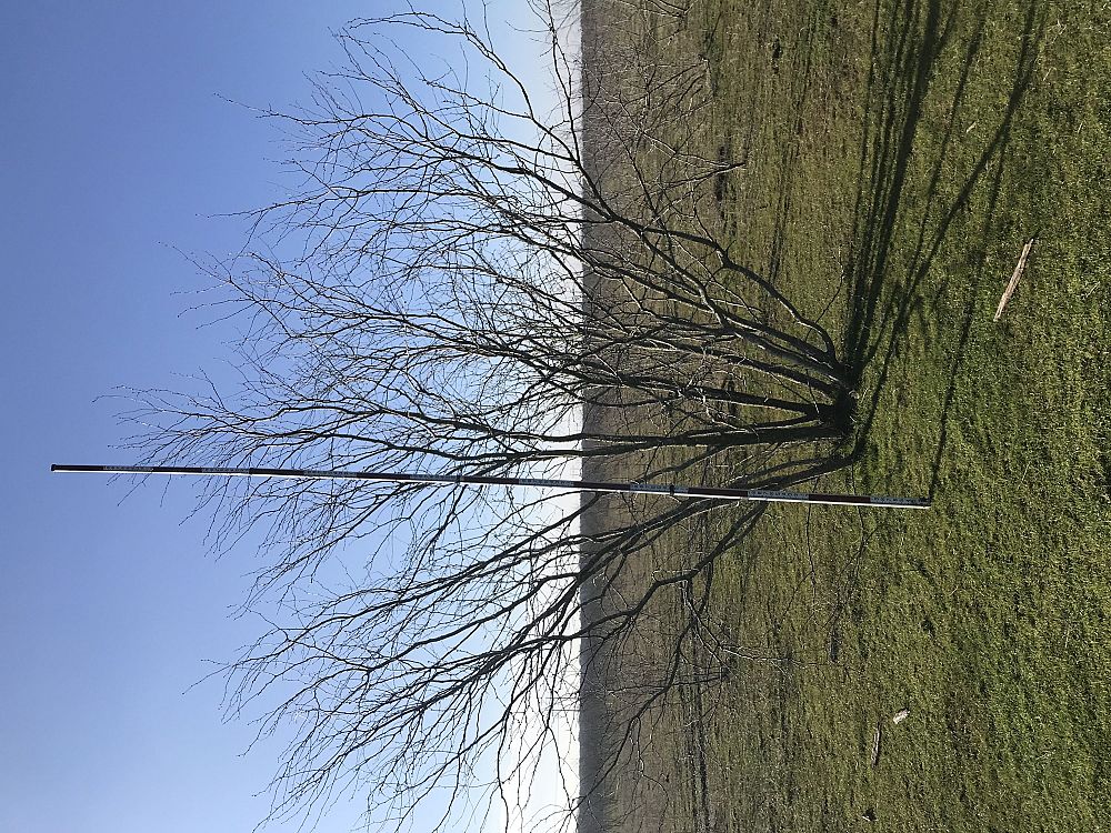 prosopis-juliflora-honey-mesquite