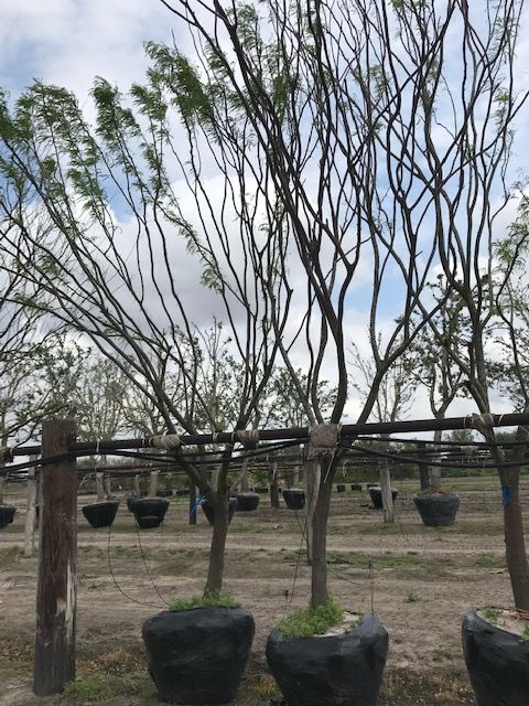 prosopis-phoenix-thornless-prospotis