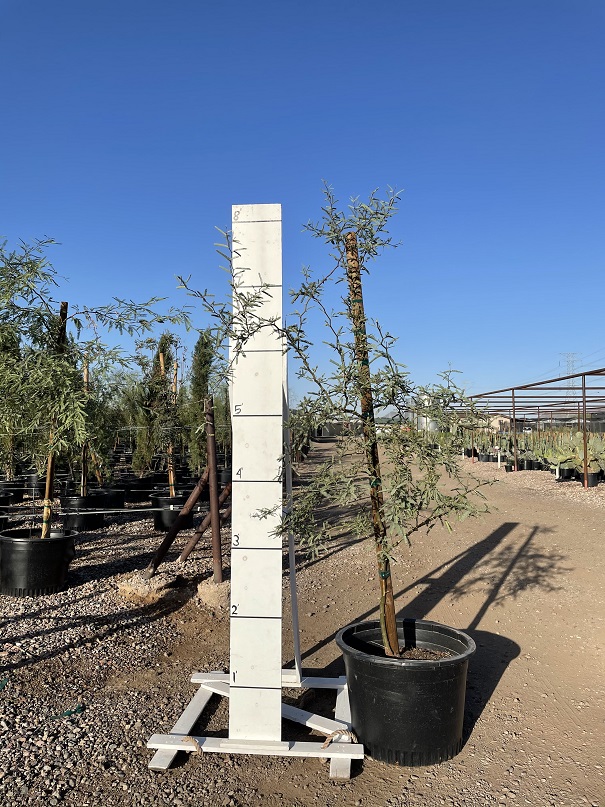 prosopis-velutina-arizona-mesquite-native-mesquite-velvet-mesquite