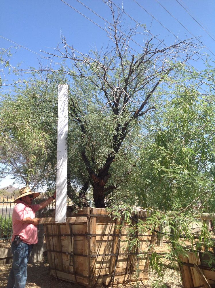 prosopis-velutina-arizona-mesquite-native-mesquite-velvet-mesquite