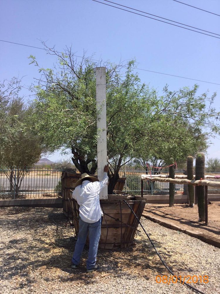 prosopis-velutina-arizona-mesquite-native-mesquite-velvet-mesquite