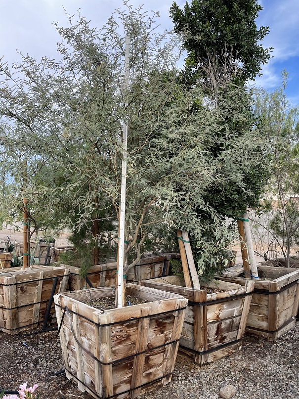 prosopis-velutina-arizona-mesquite-native-mesquite-velvet-mesquite