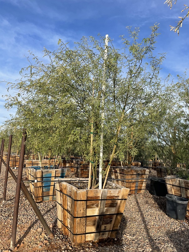 prosopis-velutina-arizona-mesquite-native-mesquite-velvet-mesquite