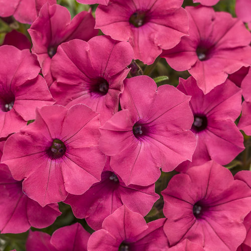 proven-winners-annuals-assorted