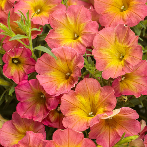 proven-winners-annuals-assorted