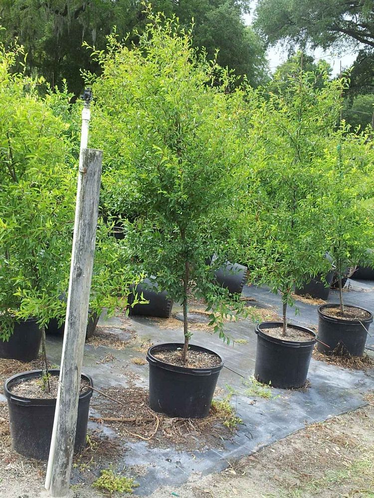 prunus-angustifolia-chickasaw-plum-cherokee-plum-florida-sand-plum-sandhill-plum-sand-plum
