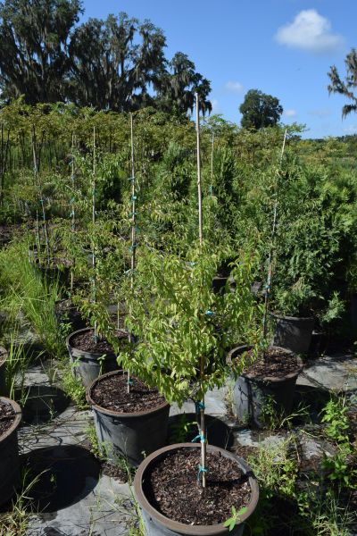 prunus-angustifolia-chickasaw-plum-cherokee-plum-florida-sand-plum-sandhill-plum-sand-plum