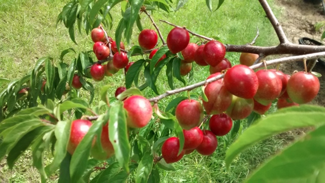 prunus-angustifolia-chickasaw-plum-cherokee-plum-florida-sand-plum-sandhill-plum-sand-plum