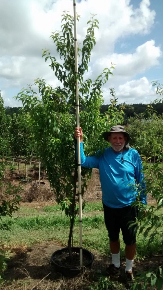 prunus-angustifolia-chickasaw-plum-cherokee-plum-florida-sand-plum-sandhill-plum-sand-plum