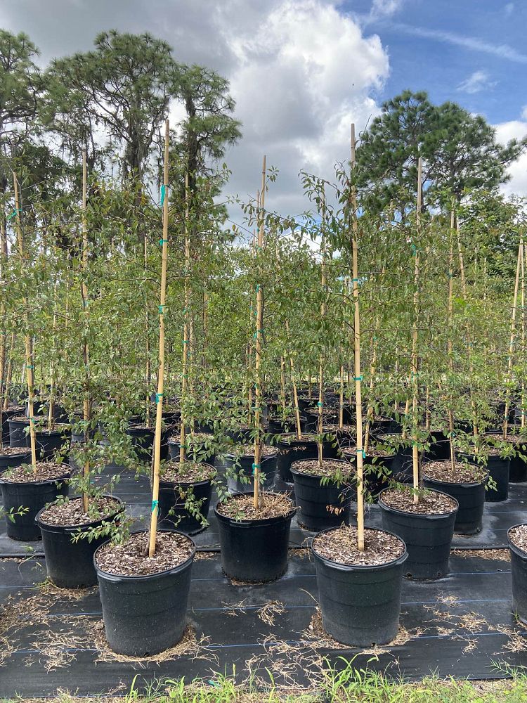 prunus-angustifolia-chickasaw-plum-cherokee-plum-florida-sand-plum-sandhill-plum-sand-plum
