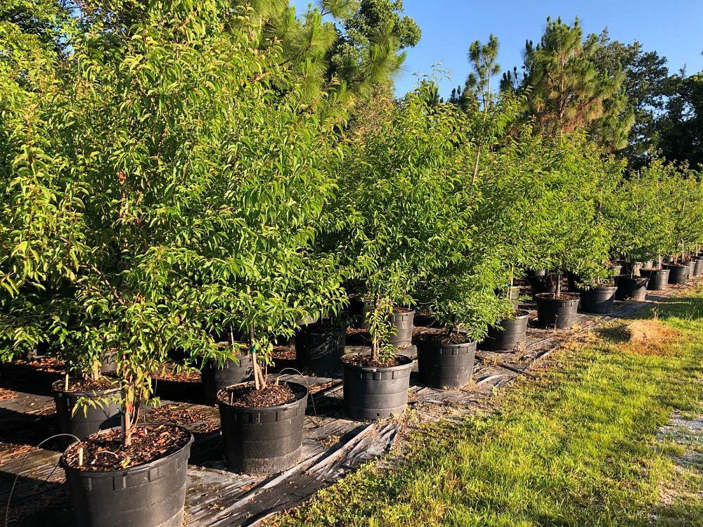 prunus-angustifolia-chickasaw-plum-cherokee-plum-florida-sand-plum-sandhill-plum-sand-plum