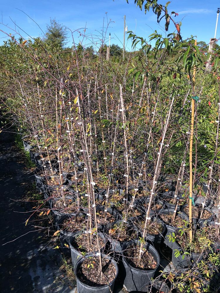 prunus-angustifolia-chickasaw-plum-cherokee-plum-florida-sand-plum-sandhill-plum-sand-plum