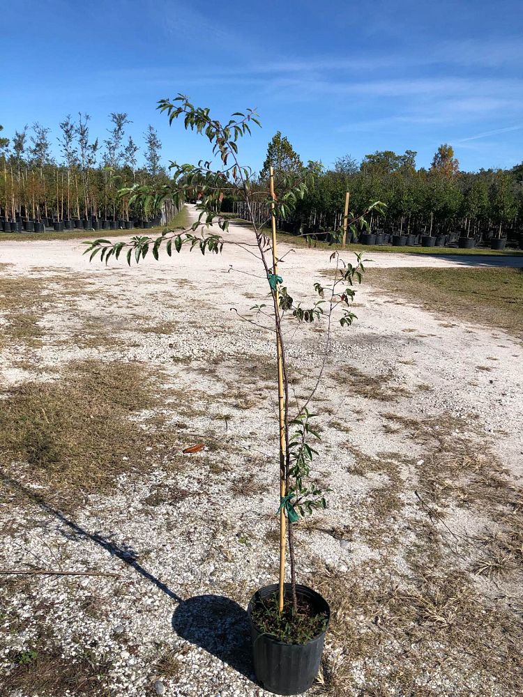 prunus-angustifolia-chickasaw-plum-cherokee-plum-florida-sand-plum-sandhill-plum-sand-plum