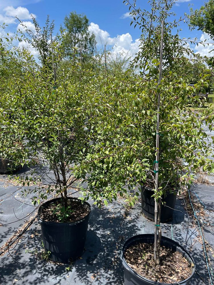 prunus-angustifolia-chickasaw-plum-cherokee-plum-florida-sand-plum-sandhill-plum-sand-plum