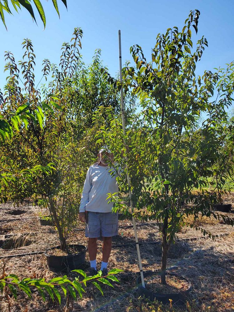 prunus-angustifolia-chickasaw-plum-cherokee-plum-florida-sand-plum-sandhill-plum-sand-plum