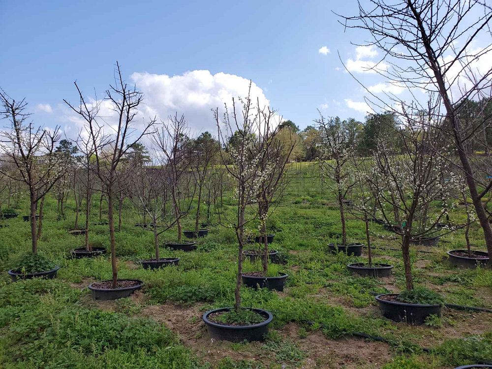 prunus-angustifolia-chickasaw-plum-cherokee-plum-florida-sand-plum-sandhill-plum-sand-plum