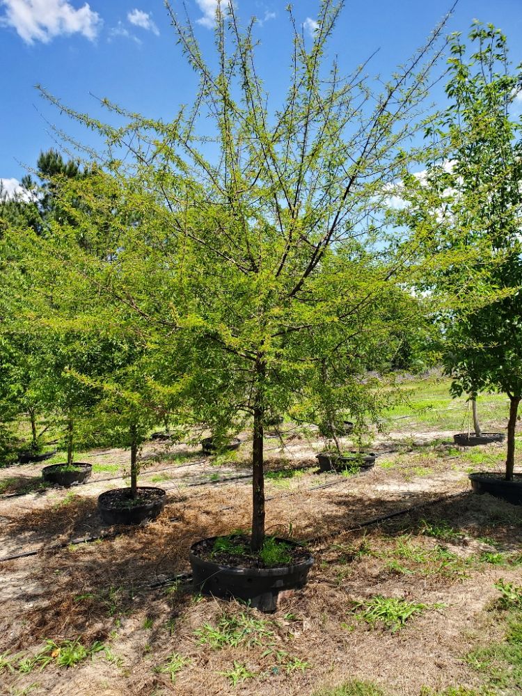 prunus-angustifolia-chickasaw-plum-cherokee-plum-florida-sand-plum-sandhill-plum-sand-plum