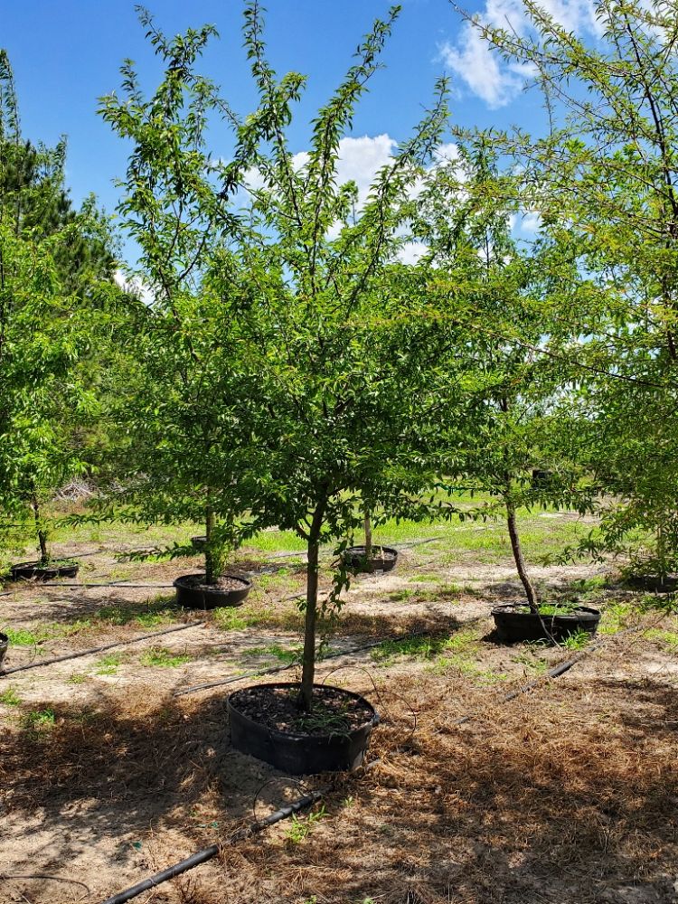 prunus-angustifolia-chickasaw-plum-cherokee-plum-florida-sand-plum-sandhill-plum-sand-plum