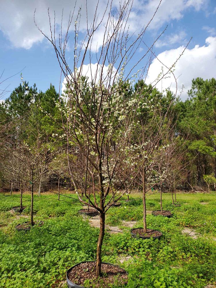prunus-angustifolia-chickasaw-plum-cherokee-plum-florida-sand-plum-sandhill-plum-sand-plum