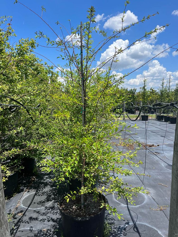 prunus-angustifolia-chickasaw-plum-cherokee-plum-florida-sand-plum-sandhill-plum-sand-plum