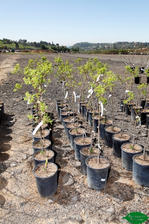 prunus-armeniaca-blenheim-apricot-edible