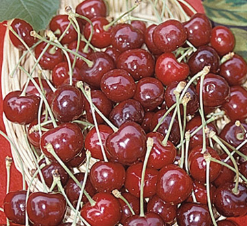 prunus-avium-bing-sweet-cherry
