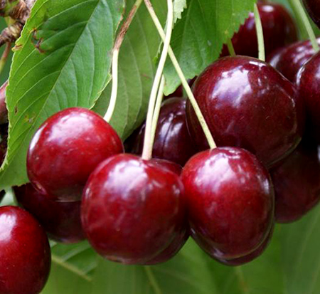 prunus-avium-stella-sweet-cherry