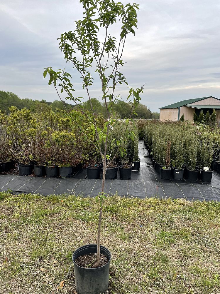prunus-black-ice-plum