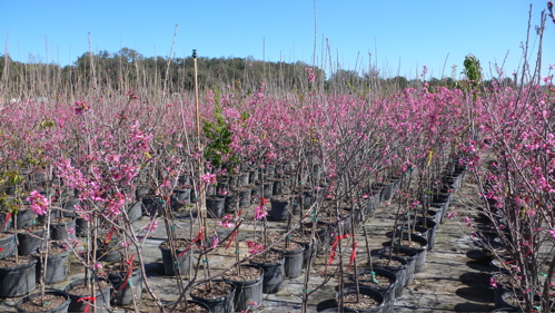 prunus-campanulata-taiwan-cherry