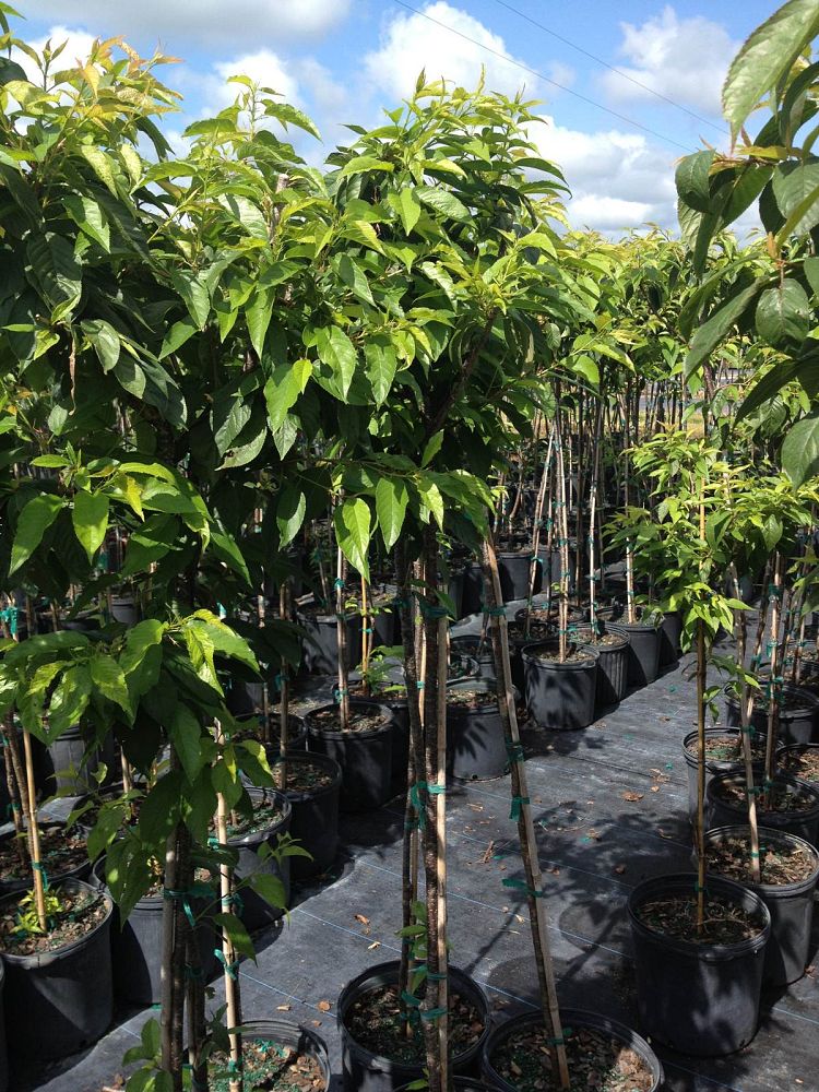 prunus-campanulata-taiwan-cherry