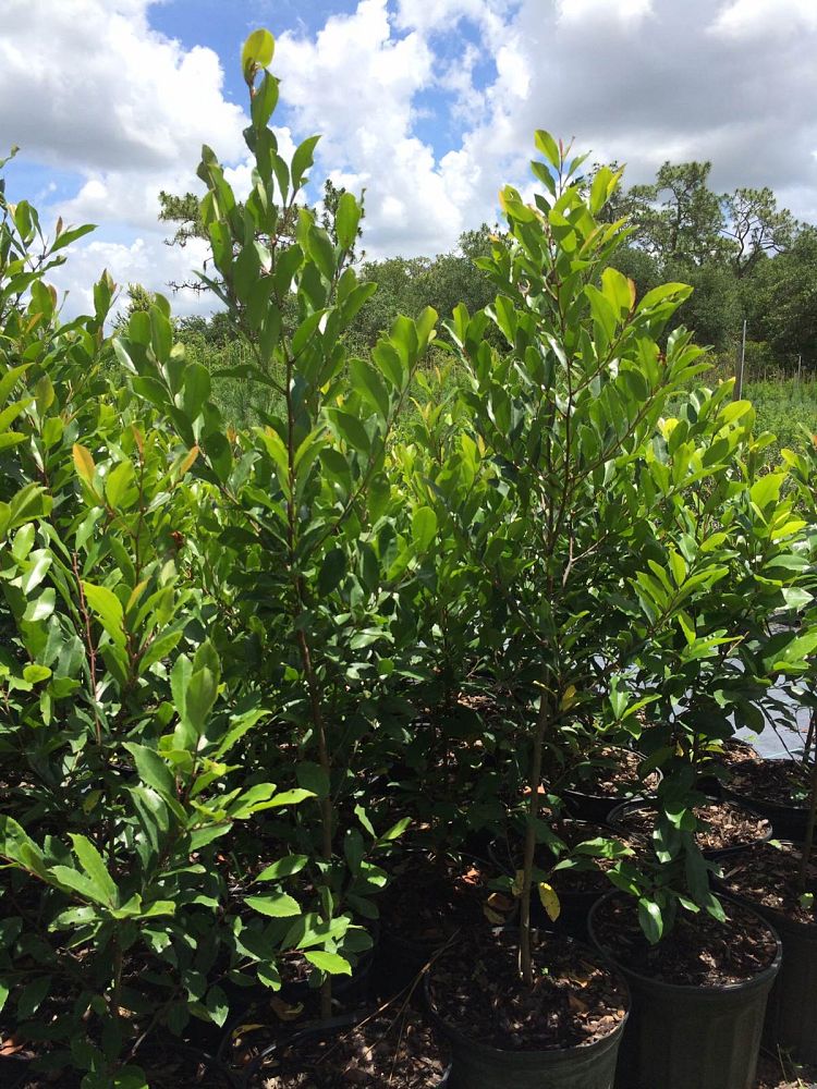 Prunus caroliniana, Carolina Cherry Laurel.