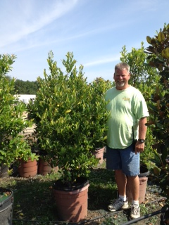 prunus-caroliniana-carolina-cherry-laurel