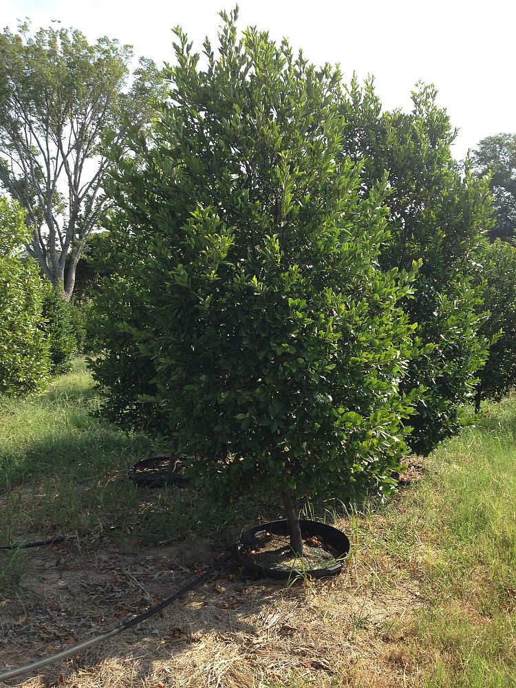prunus-caroliniana-carolina-cherry-laurel