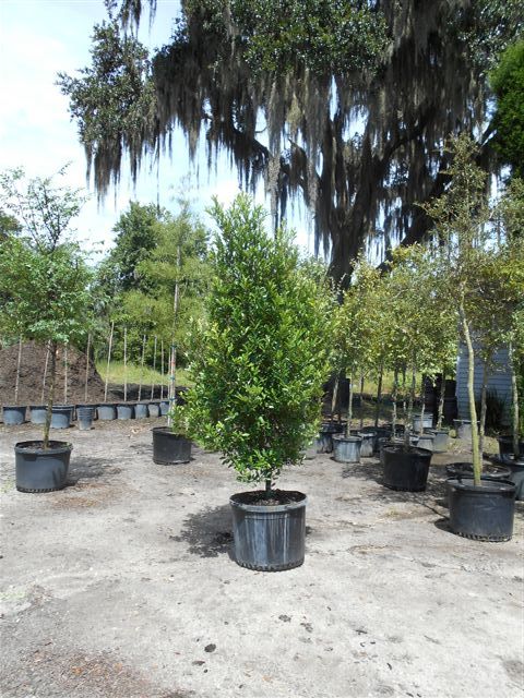 prunus-caroliniana-carolina-cherry-laurel