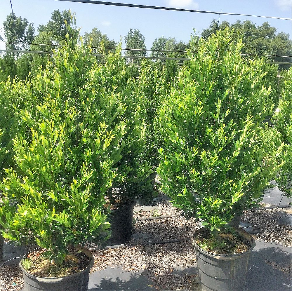 prunus-caroliniana-carolina-cherry-laurel