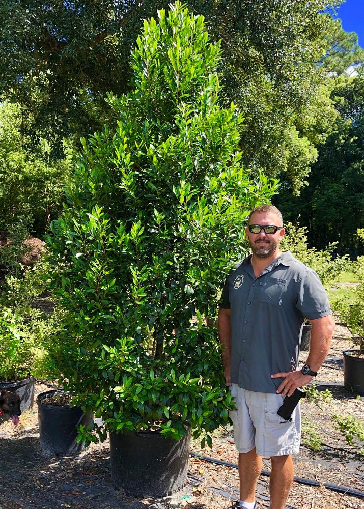 prunus-caroliniana-carolina-cherry-laurel