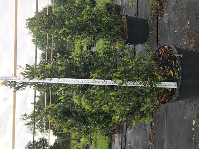 prunus-caroliniana-carolina-cherry-laurel
